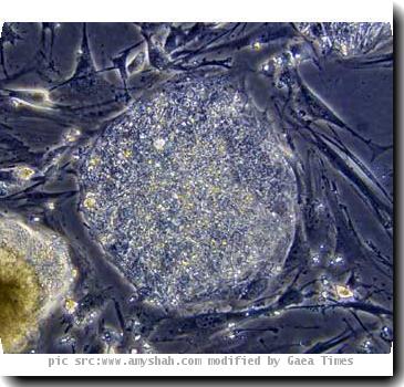 of an embryonic <b>stem cell</b>