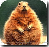 Re: Groundhog