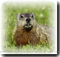 Re: Groundhog