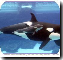 Re: Killer Whale