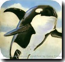 Re: Killer Whale