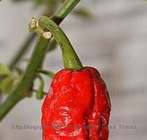 Re: Bhut Jolokia