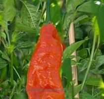 Re: Bhut Jolokia