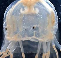 Box Jellyfish