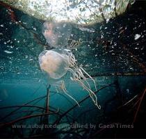 Box Jellyfish