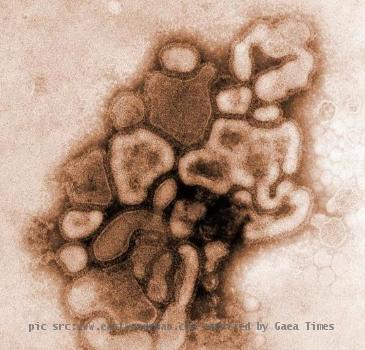 strain of the H1N1 virus