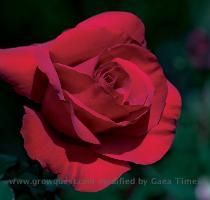 Rose Day Celebrated Worldwide