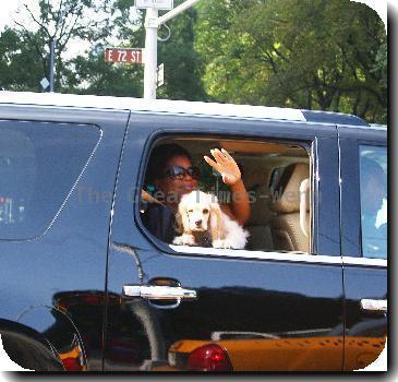 **Exclusive**
Oprah Winfrey waves to a photographer while passing through Fifth Avenue in her car with her cocker spaniel Sadie - she is in the Big Apple to tape her show live from Central Park's SummerStage.
New York City, USA - 18.09.09
Mandatory/IANS-WENN