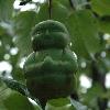 WHAT A PEAR!

A fruit farmer in Hebei, China has found a novel way of turning his crop into a cash cow - by giving pears a human form.
The green-fingered genius, known as Song, has been attempting to cultivate artistic fruit since 2003 and this summer (09) he struck gold, creating over 10,000 human-like pears..