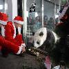 IT'S PANDA CLAUS!
 Christmas has come early for this rare panda ' as workers at a zoo dress up as Santa to feed him.
Staff got in the festive spirit to dish up a yuletide feast of fruit, bamboo, and corn bread in Mo-Mo's pen at the reserve in Jinan, China.
(ZN/WN)
China