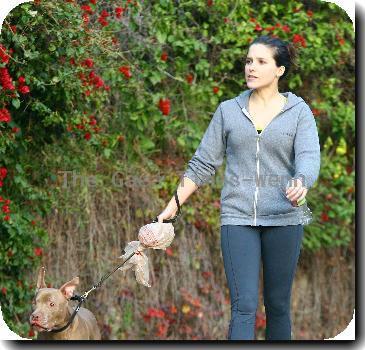 Sophia Bush 
spotted walking her one-eyed dog near her home..