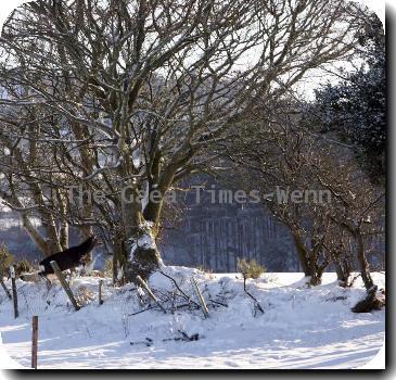 Snow scene from Roundwood