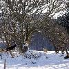 Snow scene from Roundwood, the highest village in Ireland, which experienced temperatures as low as -13.7 degrees Celsius last night Wicklow.