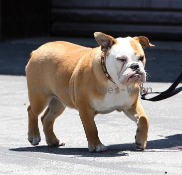 An assistant of David Beckham seen walking his pet dog Coco as Beckham took his children to the Skatelab indoor skate park in Simi Valley.Los Angeles.