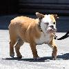 An assistant of David Beckham seen walking his pet dog Coco as Beckham took his children to the Skatelab indoor skate park in Simi Valley.Los Angeles.