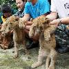 Lion cubs go on show at zoo
These cute cubs were born just one month ago at Chongqing Zoo in China.
  A lioness at the zoo gave birth to a litter of eight - four males and four females.
  The newborns recently went on public show at the tourist attraction for the first time since their births.