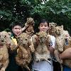 Lion cubs go on show at zoo
These cute cubs were born just one month ago at Chongqing Zoo in China.
  A lioness at the zoo gave birth to a litter of eight - four males and four females.
  The newborns recently went on public show at the tourist attraction for the first time since their births.