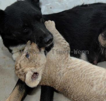 Dog adopts tiger and lion cubs
This bitch has become the adoptive mother to a pack of cubs after the newborns' own parents showed little interest in raising them.
  The four cubs, one tiger and three lions, were born in Hefei Wild Animal Park in China but zoo keepers had to come up with alternative options when the tiger and lions' mum and dad left them to fend for themselves.
  So they brought in this broody bitch, which was in lactation - and the furry animals got on so well, the dog is now caring for the cubs as if they're her own.