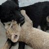 Dog adopts tiger and lion cubs
This bitch has become the adoptive mother to a pack of cubs after the newborns' own parents showed little interest in raising them.
  The four cubs, one tiger and three lions, were born in Hefei Wild Animal Park in China but zoo keepers had to come up with alternative options when the tiger and lions' mum and dad left them to fend for themselves.
  So they brought in this broody bitch, which was in lactation - and the furry animals got on so well, the dog is now caring for the cubs as if they're her own.