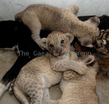 Dog adopts tiger and lion cubs
This bitch has become the adoptive mother to a pack of cubs after the newborns' own parents showed little interest in raising them.
  The four cubs, one tiger and three lions, were born in Hefei Wild Animal Park in China but zoo keepers had to come up with alternative options when the tiger and lions' mum and dad left them to fend for themselves.
  So they brought in this broody bitch, which was in lactation - and the furry animals got on so well, the dog is now caring for the cubs as if they're her own.