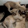 Dog adopts tiger and lion cubs
This bitch has become the adoptive mother to a pack of cubs after the newborns' own parents showed little interest in raising them.
  The four cubs, one tiger and three lions, were born in Hefei Wild Animal Park in China but zoo keepers had to come up with alternative options when the tiger and lions' mum and dad left them to fend for themselves.
  So they brought in this broody bitch, which was in lactation - and the furry animals got on so well, the dog is now caring for the cubs as if they're her own.