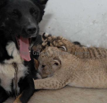 Dog adopts tiger and lion cubs
This bitch has become the adoptive mother to a pack of cubs after the newborns' own parents showed little interest in raising them.
  The four cubs, one tiger and three lions, were born in Hefei Wild Animal Park in China but zoo keepers had to come up with alternative options when the tiger and lions' mum and dad left them to fend for themselves.
  So they brought in this broody bitch, which was in lactation - and the furry animals got on so well, the dog is now caring for the cubs as if they're her own.