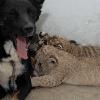 Dog adopts tiger and lion cubs
This bitch has become the adoptive mother to a pack of cubs after the newborns' own parents showed little interest in raising them.
  The four cubs, one tiger and three lions, were born in Hefei Wild Animal Park in China but zoo keepers had to come up with alternative options when the tiger and lions' mum and dad left them to fend for themselves.
  So they brought in this broody bitch, which was in lactation - and the furry animals got on so well, the dog is now caring for the cubs as if they're her own.
