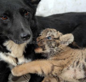 Dog adopts tiger and lion cubs
This bitch has become the adoptive mother to a pack of cubs after the newborns' own parents showed little interest in raising them.
  The four cubs, one tiger and three lions, were born in Hefei Wild Animal Park in China but zoo keepers had to come up with alternative options when the tiger and lions' mum and dad left them to fend for themselves.
  So they brought in this broody bitch, which was in lactation - and the furry animals got on so well, the dog is now caring for the cubs as if they're her own.