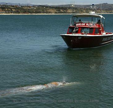 Gray Whale