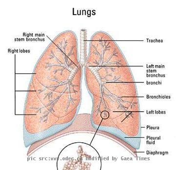 Lungs