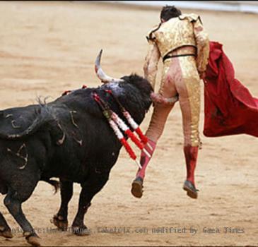 bull fighting