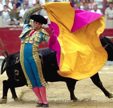 bull fighting