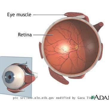 retina