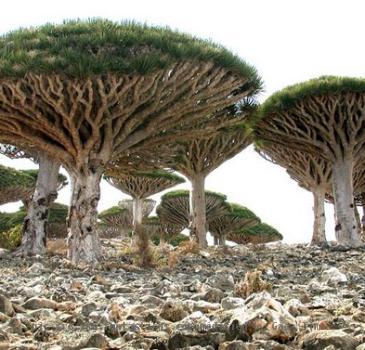 Socotra Island