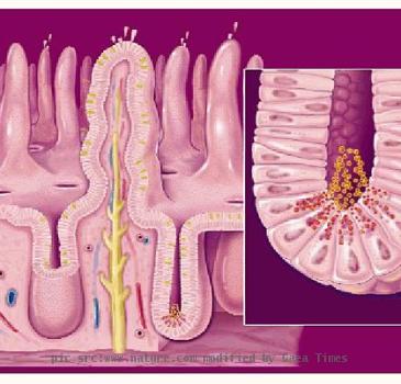 Intestinal Development