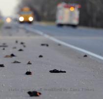 Dead Birds Dropping In Louisiana