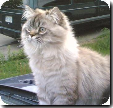 Aamer A. Wali
This picture is of my 1 year old Seal Lynx Point Persian