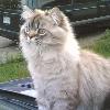 Aamer A. Wali
This picture is of my 1 year old Seal Lynx Point Persian