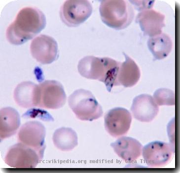 Plasmodium_59176_O