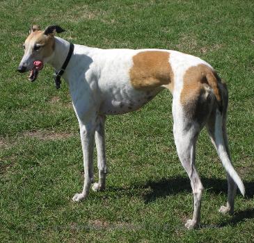 This is a photograph of a 4 year old, female greyhound named Grace.