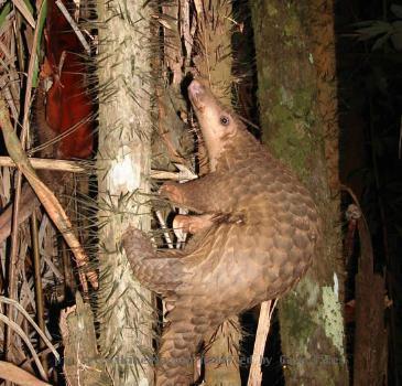 Pangolin,