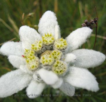 Edelweiss (Leontopodium alpinum)