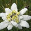 Edelweiss (Leontopodium alpinum)