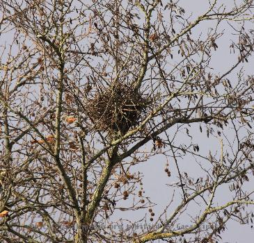 Un nid de corbeau dans les branches du sommet d