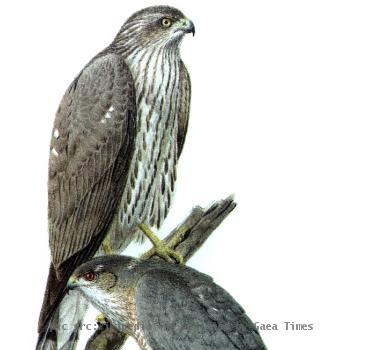 Sharp-shinned Hawk,