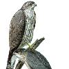 Sharp-shinned Hawk,