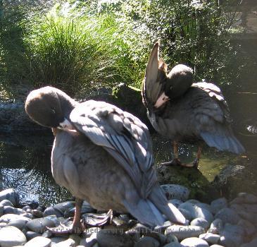 wBlue Duck