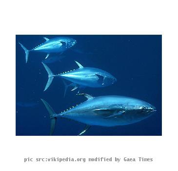 Description Tuna <br>