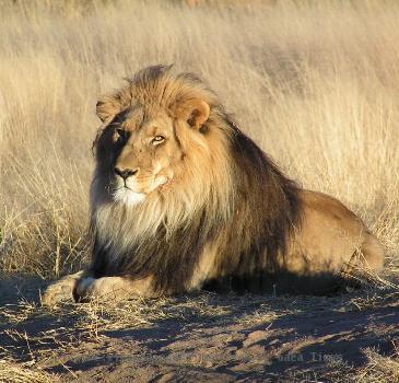 Lion lying down in Namibia