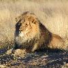 Lion lying down in Namibia